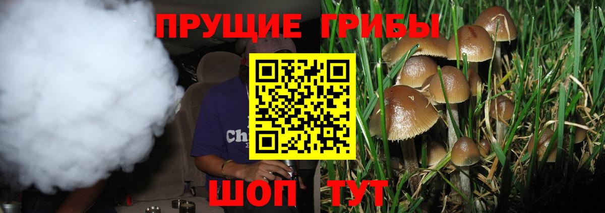 Псилоцибиновые грибы Psilocybine cubensis Унеча